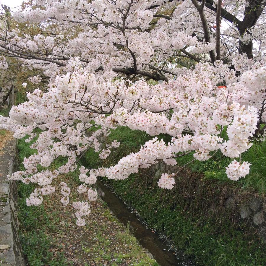 Sanzen Ya Kyoto さんぜんやきょうと- Cozy Art Space For Lover Of Travel - Exterior photo